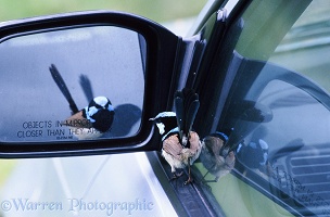 Fairy Wren and wing mirror