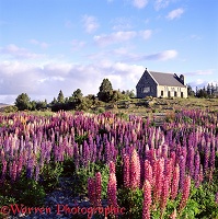 'Feral' lupines with church behind