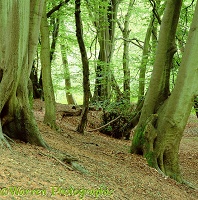 Beech woodland - Summer