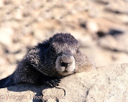 Marmot lounging on a rock