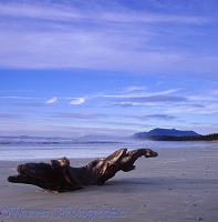 Driftwood on Vancouver Island beach
