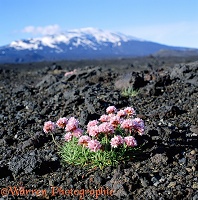 Thrift and Mt. Hekla