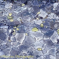 Stone lichen in Norway