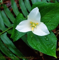 Trillium flower