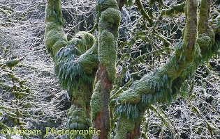 Frosted moss and ferns on trees