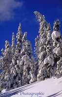 Snow on conifers in Manning Park