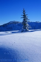 Snow at Manning Park ski area