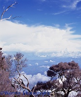 Kinabalu alpine forest