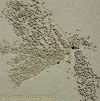 Sand bubbles made by Sand-bubbler Crab