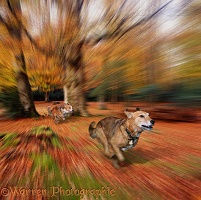 Dogs chasing through the New Forest