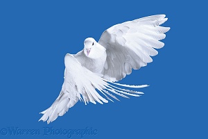 White Pigeon in flight