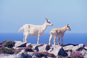Goats on Lundy