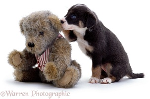 Teddy bear & Border Collie puppy