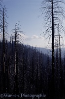 Burnt trees in Yosemite