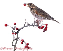 Redwing and hawthorn