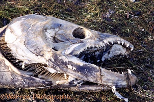 Dead salmon head
