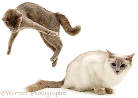 Cat, playfully leaping up