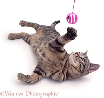 Tabby cat, lying down and batting a ball