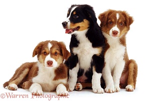 Trio of Border Collie pups