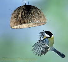 Great tit flying up to a coconut