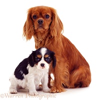 Cavalier King Charles mother and pup
