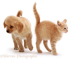 Cavalier x Spitz puppy and ginger kitten