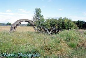 Wind-bent tree