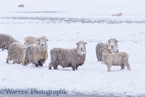Sheep in Spring snow