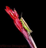 Grasshopper on a red flower