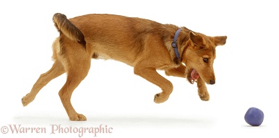 Brown dog chasing a ball