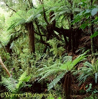 New Zealand forest with tree ferns