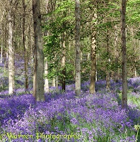 Bluebell woods in Spring