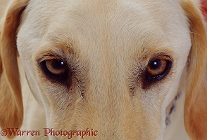 Eyes of Saluki Lurcher dog