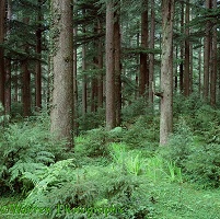Manali pine woods 3D 1 R