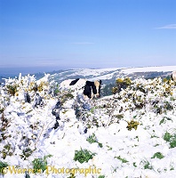 Cow and snowy gorse