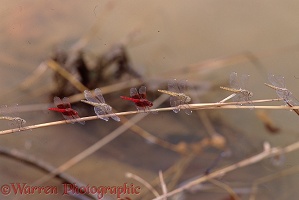 Dragonflies on a stem