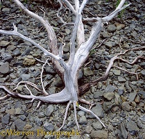 Dead Mangrove roots 3D 1 R