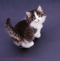 Tabby-and-white kitten looking up