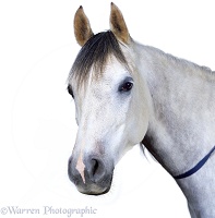 Portrait of grey Arab horse