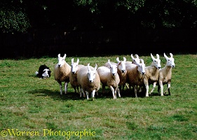 Border Collie rounding sheep