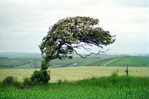 Wind-blown tree at Whitenothe