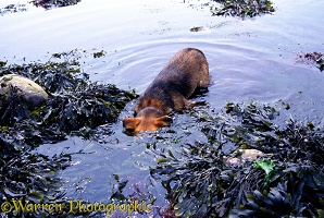 Dog snorkelling in the sea