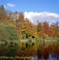 Autumnal trees and pond at Weston Wood