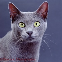 Grey cat with yellow eyes