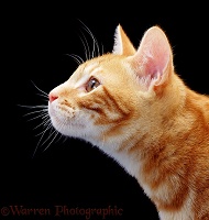 Ginger cat profile