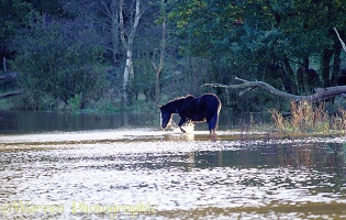 Horse splashing in flooded field