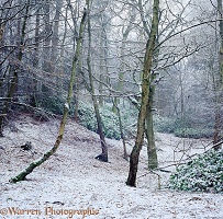 Snowy woodland scene 3D 2 L
