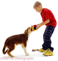 Boy playing tug-o-war with a dog