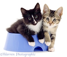 Kittens in a bowl