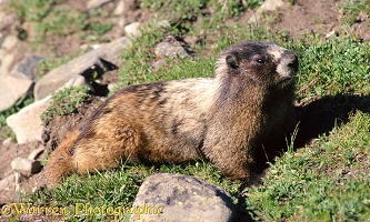 Marmot lounging on grass